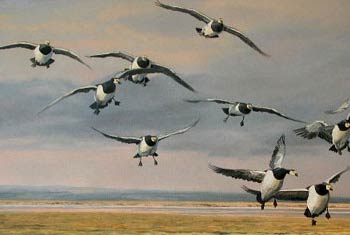 Paintings of Barnacle Geese